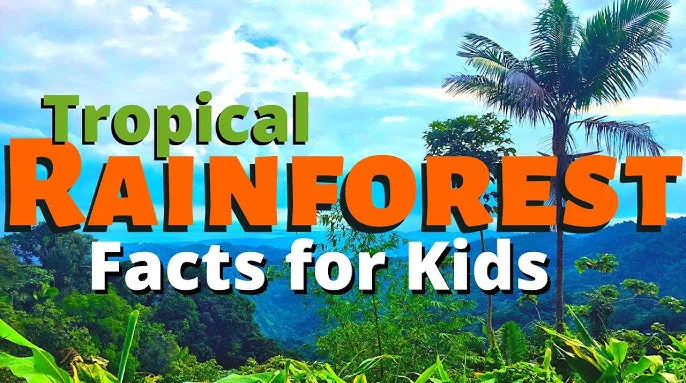 Rainforest Trivia